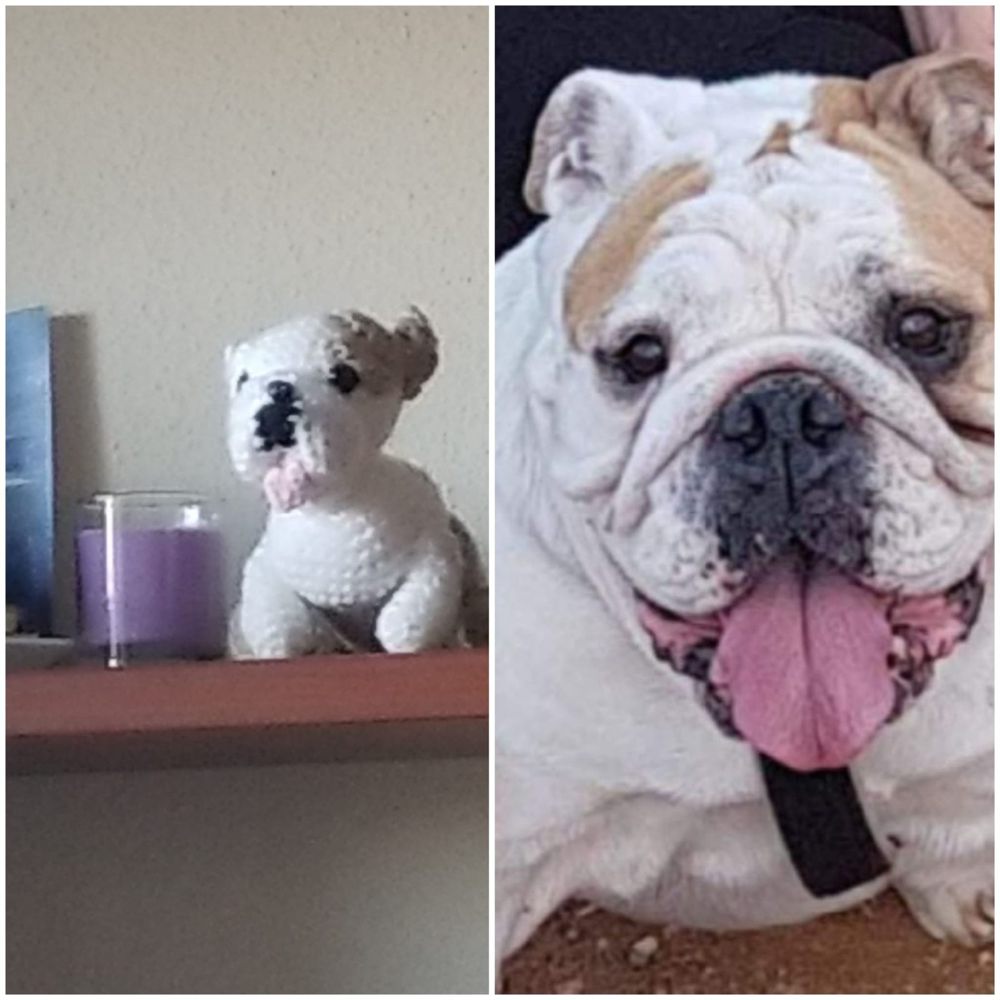 Bulldog inglés junto a su réplica en amigurumi