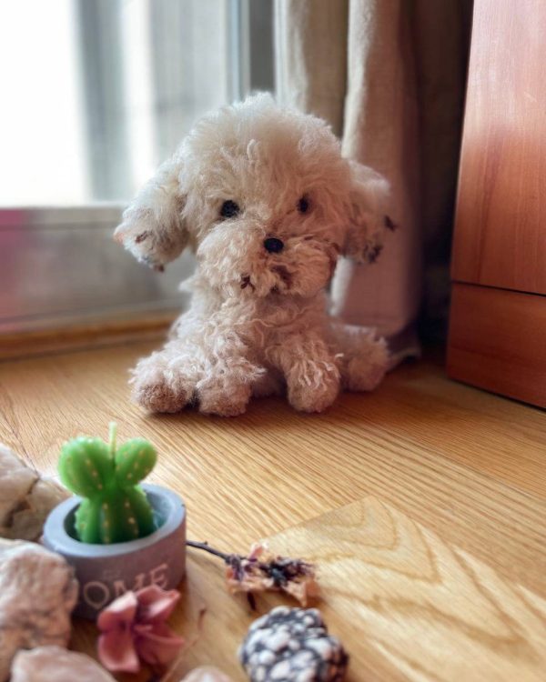 Patrón Norfolk terrier tejido a crochet